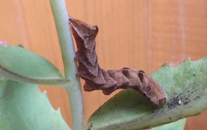Melanchra persicariae caterpillar brown form Copyright: Peter Pearson