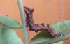 Melanchra persicariae caterpillar brown form Copyright: Peter Pearson