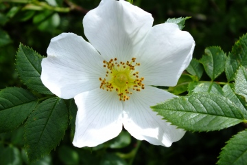 Dog Rose Copyright: Peter Pearson