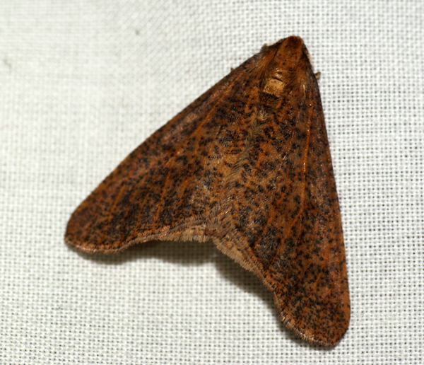 Mottled Umber 5 Copyright: Ben Sale