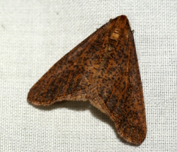 Mottled Umber 5 Copyright: Ben Sale