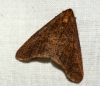 Mottled Umber 5 Copyright: Ben Sale