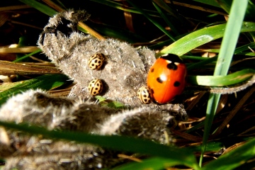 16-Spot Ladybirds sunning with 7-Spot Copyright: Peter Pearson