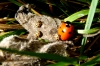 16-Spot Ladybirds sunning with 7-Spot Copyright: Peter Pearson