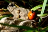 16-Spot Ladybirds sunning with 7-Spot 