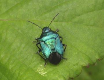 Blue Shield Bug Copyright: Malcolm Riddler