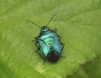 Blue Shield Bug 