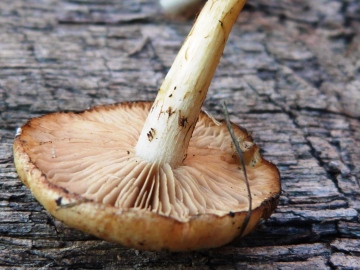 Agrocybe elatella 2 Copyright: Graham Smith