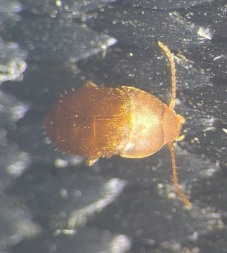 Leptinus testaceus Copyright: Robert Smith