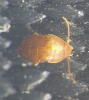 Leptinus testaceus