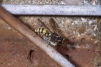 Cerceris quadricincta