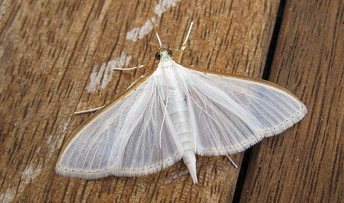 Palpita vitrealis 2 Copyright: Stephen Rolls