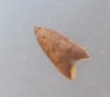 Tachystola acroxantha