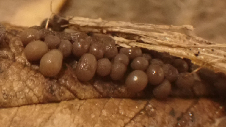 Leocarpus fragilis (Mature) Copyright: Raymond Small