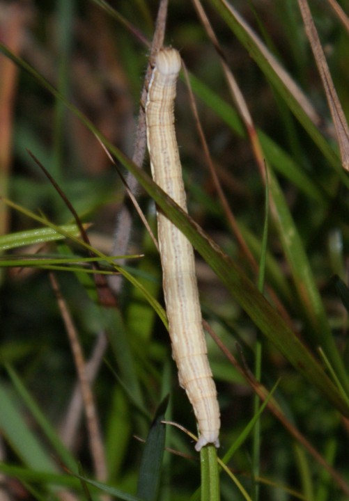 larva - final instar Copyright: Robert Smith