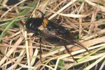 Southern Field Cricket Copyright: Peter Harvey