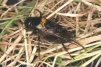 Southern Field Cricket 