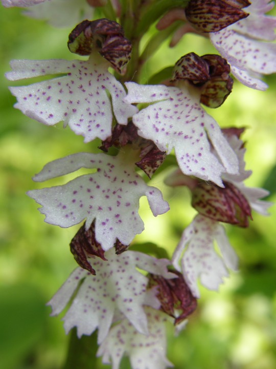 Lady orchid Copyright: Sue Grayston
