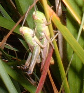 Mating Meadow Grasshoppers Copyright: Tim Gardiner