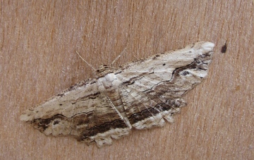 Waved Umber. Copyright: Stephen Rolls