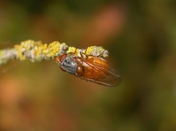 R. rostrata Copyright: Malcolm Riddler