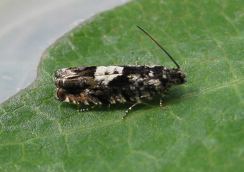 Pammene argyrana. Copyright: Stephen Rolls