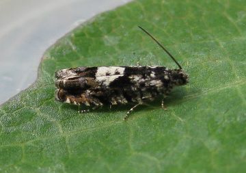 Pammene argyrana. Copyright: Stephen Rolls