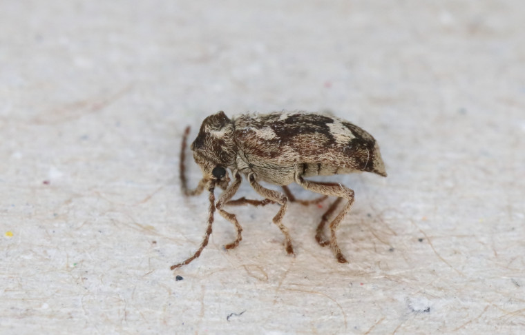 Ptinomorphus imperialis side view Copyright: Peter Harvey