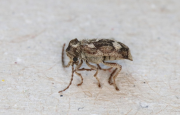 Ptinomorphus imperialis side view Copyright: Peter Harvey