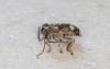 Ptinomorphus imperialis side view