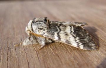 Lunar Marbled Brown. Copyright: Stephen Rolls