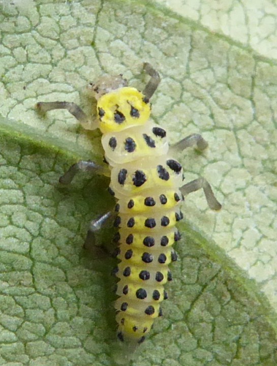 Halyzia sedecimguttata larva Copyright: Yvonne Couch