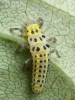 Halyzia sedecimguttata larva 