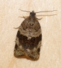 Syndemis musculana Copyright: Ben Sale