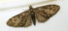 Brindled Pug 3 
