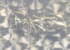 Notiophilus aquaticus black legs Copyright: Robert Smith