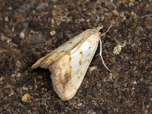 Evergestis extimalis Copyright: Ben Sale