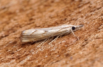 Agriphila geniculea 3 Copyright: Ben Sale