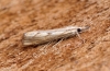 Agriphila geniculea 3 Copyright: Ben Sale