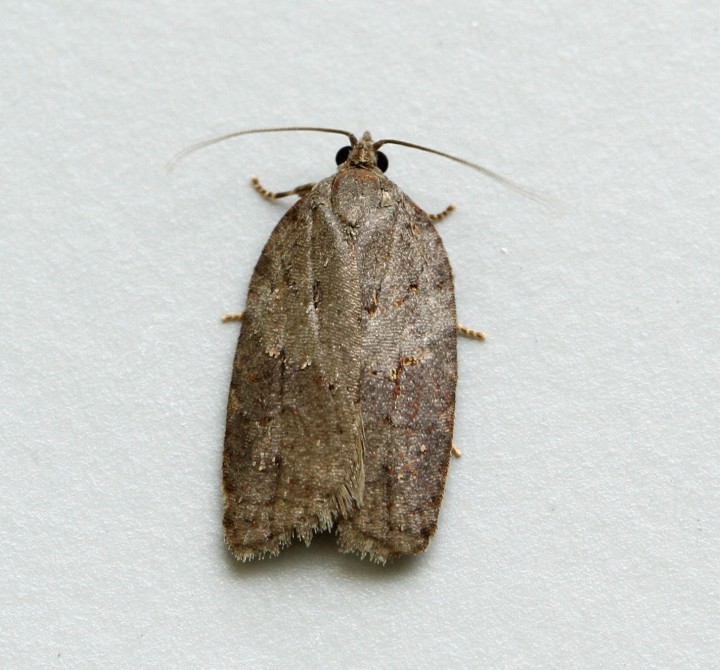 Acleris sparsana 2 Copyright: Graham Ekins