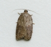 Acleris sparsana 2 Copyright: Graham Ekins