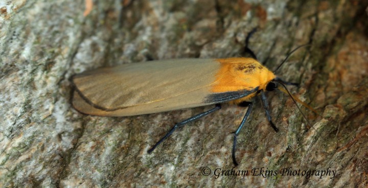 Lithosia quadra Four-spotted Footman 6 Copyright: Graham Ekins