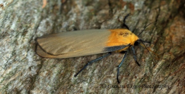 Lithosia quadra Four-spotted Footman 6 Copyright: Graham Ekins