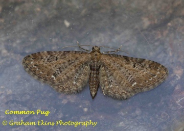 Common Pug  Eupithecia vulgata Copyright: Graham Ekins