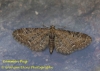 Common Pug  Eupithecia vulgata