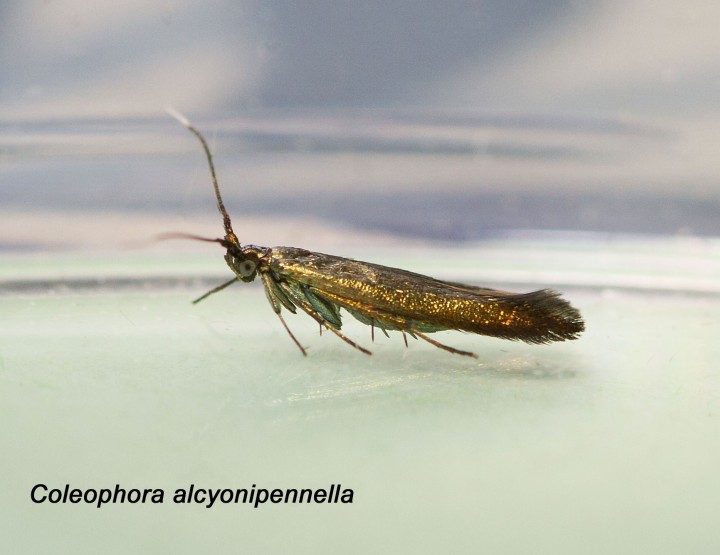 Coleophora alcyonipennella 4 Copyright: Graham Ekins