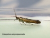 Coleophora alcyonipennella 4 