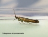 Coleophora alcyonipennella 4