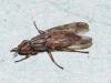 Dorycera graminium