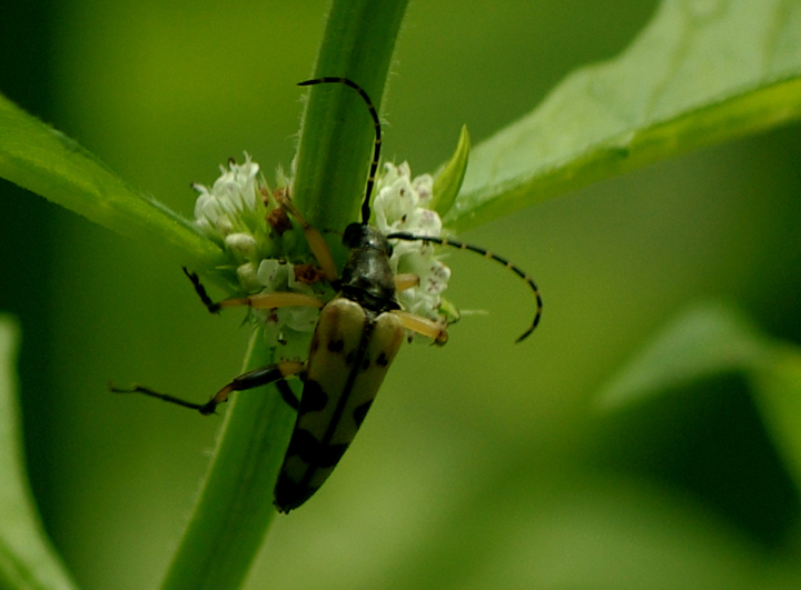 Longhorn Beetle Rutpela maculata  8th August 2013 Copyright: Ian Rowing